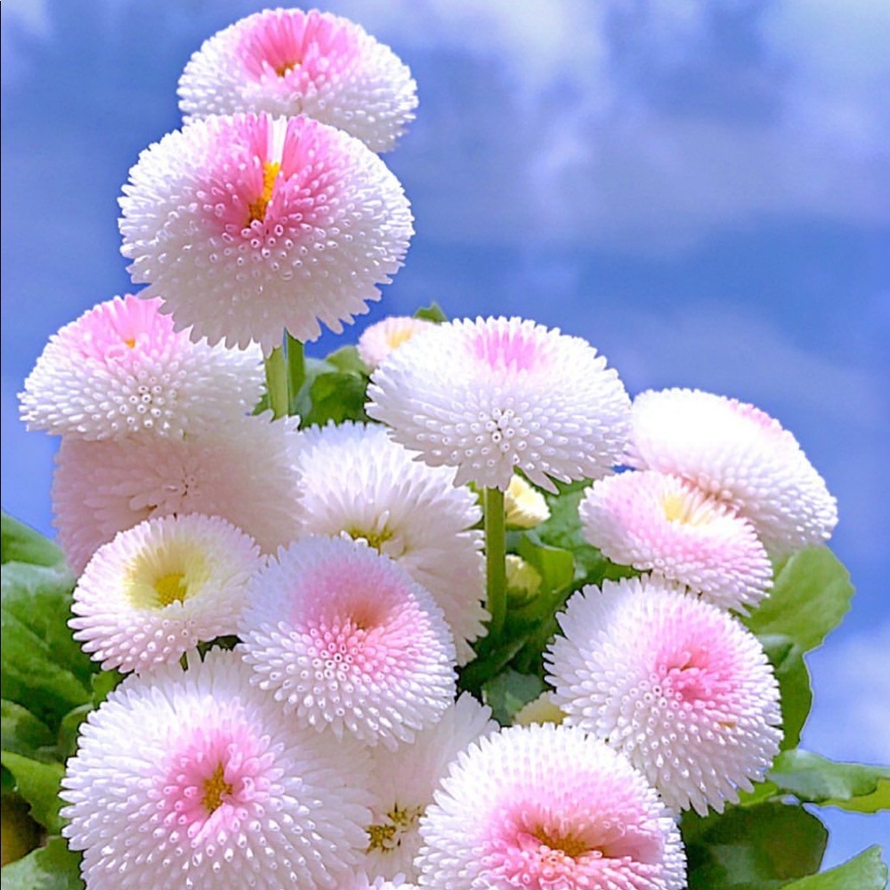 Meet your Posher, Stefanny